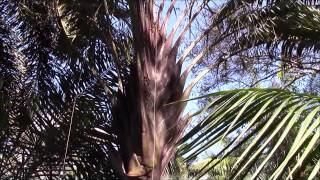 Dypsis Palms in my collection [upl. by Rambort]