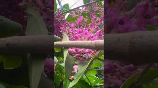 Showy medinilla garden flowers gardenflowers nature [upl. by Katinka408]