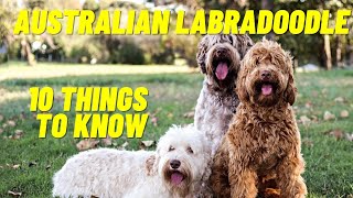 Australian Labradoodle  Top 10 Things To Know About the Australian Labradoodle Puppies and more [upl. by Erdei]