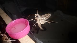 Feeding My Pet Moth  Vine hawkmoth Hippotion celerio [upl. by Greene807]