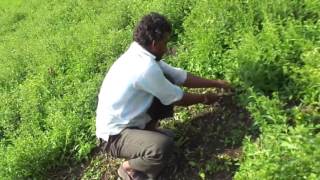 Manual harvesting of Stevia leaves [upl. by Derna849]