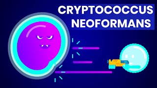 Cryptococcus neoformans And how it affects HIVAIDS patients [upl. by Keyte733]