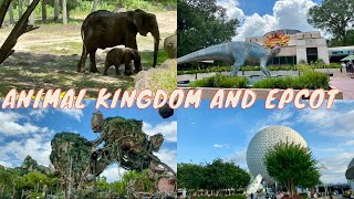 A day full of ANIMALS at Disney’s Animal Kingdom and EPCOT  Walt Disney World July 2024  Vlog [upl. by Jilli586]