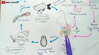 clonorchis sinensis life cycle  clonorchiasis  clonorchis sinensis  Liver fluke  Bio science [upl. by Walling]