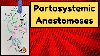 Portosystemic Anastomoses [upl. by Ofilia]