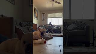 Sofie howling god frenchie frenchies dog sofie nofear music love win boxing healing win [upl. by Orazio644]