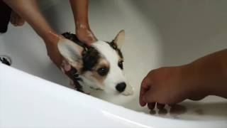 PUPPY CORGIS FIRST BATH  Hiro the Corgi [upl. by Eltsirc]