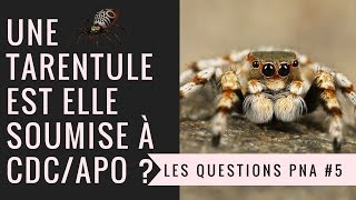 QPNA5  Une TARENTULE  Araignée  est elle soumise à Autorisation [upl. by Atikcir842]