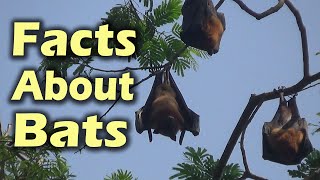 Interesting Facts about Fruit Bats  Worlds Biggest Flying Foxes [upl. by Coumas]