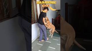 When dogs meet their loved ones after many days doglover dogsreaction short [upl. by Volpe]