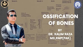 Ossification of bones  red bone marrow amp yellow marrow  types of bones [upl. by Octavian]