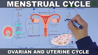 Menstrual Cycle  Ovarian and Uterine Cycle [upl. by Arres517]