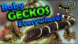 Chinese Cave Geckos Babies Hatching and Care Tips [upl. by Reidar]