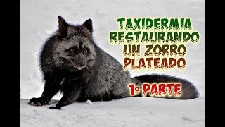 Taxidermia Restaurando un Zorro Plateado 1ºParte [upl. by Golding]