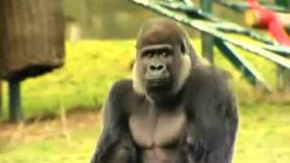 Silverback Gorilla walking upright [upl. by Enelez]