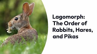 Lagomorphs From Rabbits and Hares to Pikas – Exploring the Order Lagomorpha [upl. by Jaycee]