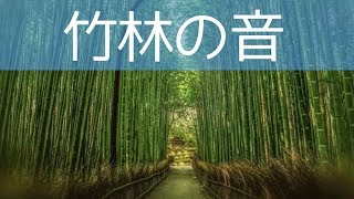 【癒しBGM】「春の竹林の癒し音」1時間！風で笹の葉が擦れる音とウグイスのさえずり [upl. by Antonius]