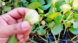 Water hyacinth or Eichhornia crassipes a waterplant closeup [upl. by Barthel]