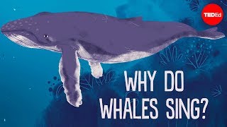 Why do whales sing  Stephanie Sardelis [upl. by Narcho530]