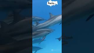 Yangtze Finless Porpoise  a strange animals facts shortsfeed animals shorts trending ytshorts [upl. by Enomas]