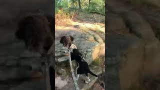 HAWN STATE PARK HIKE W DOGGO  adventure explore outdoors outdoorlife hikingadventures hike [upl. by Olmsted]