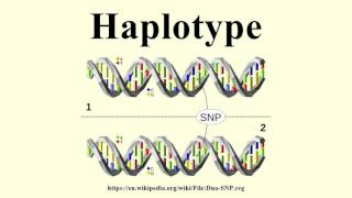 Haplotype [upl. by Jolie]