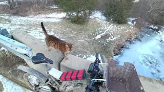 Training my Cat Pouncey to Ride an Electric Bike [upl. by Essej]