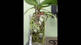 Orchids in water culture [upl. by Abelard264]