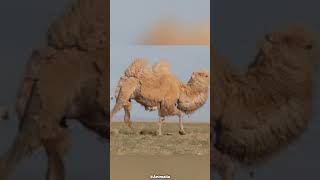 This camel drink water up to 57 liters at once 😮🫨  ytshorts shorts [upl. by Seamus]