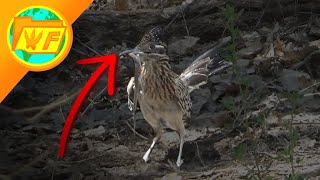 Roadrunner Swallows Lizard WHOLE shorts [upl. by Renie162]