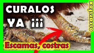 como curar patas de gallinas con escamas ácaros hongosYA ✅✅✅ [upl. by Ahsihat]