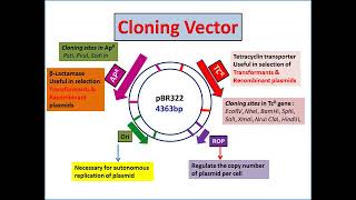 pBR322 Plasmid Cloning Vector [upl. by Ciri982]