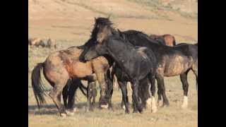 Wild Horse Action at the Salt River by Karen McLain [upl. by Shirk]