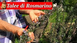 decotto al rosmarino contro la caduta dei capelli 🌿 funzionerà [upl. by Noell]