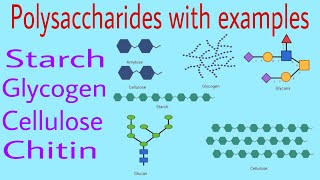 Polysaccharides with examples Starchglycogencellulose and chitin by Ak lec 9 [upl. by Asyar498]