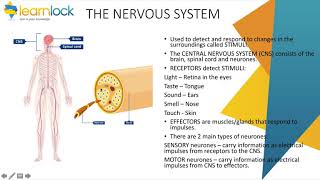 GCSE AQA Biology  B5 Homeostasis and response  Nervous system [upl. by Anirdna73]