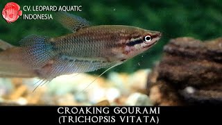 Trichopsis vitata THE SENSIBLE Croaking Gourami Leopard Aquatic J021A [upl. by Talanian355]