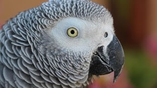 What are African Greys Like [upl. by Nybor]