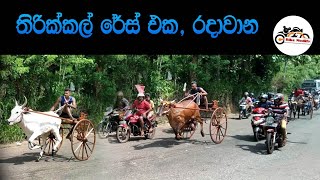 තිරික්කල් රේස්  Cow cart racing [upl. by Alletsirhc]