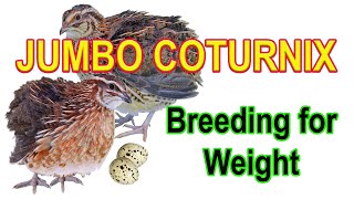 JUMBO COTURNIX  Selecting and Breeding for Weight [upl. by Yrekcaz398]