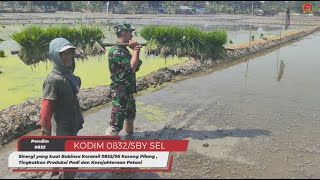 Sinergi yang kuat Babinsa Kedurus Tingkatkan Produksi Padi dan Kesejahteraan Petani [upl. by Natividad]