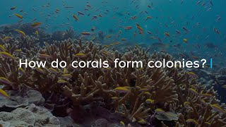 How do corals form colonies [upl. by Condon]