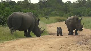 SOUTH AFRICA rhino baby is quotchallengingquot his father Kruger national park [upl. by Karie]