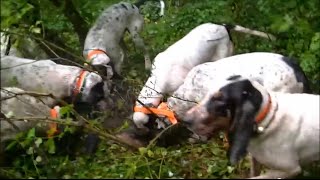 Rapprocher Gascon Saintongeois chasse aux sangliers [upl. by Gerger]