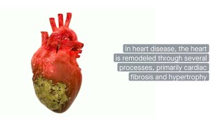 MrgD interacts with phosphorylated p38 and enters the nucleus to induce cardiac remodeling [upl. by Boehike]