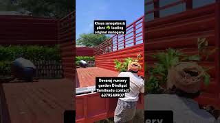 Khaya senegalensis plant loading original mahogany shorts 6379549907 [upl. by Nwahsram]