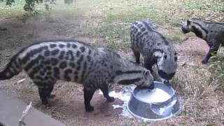 African Civet Cats Banquet [upl. by Riatsala]