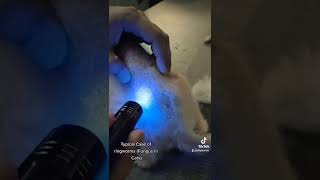 Ringworms in Cats  Aliyan Vets [upl. by Cody294]