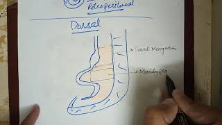 Digestive System Embryology lec2 Development of Mesenteries Falciform Ligament and Omentums [upl. by Rico]