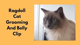 Ragdoll Cat Grooming  Belly Clip [upl. by Neirad]